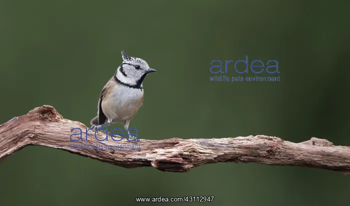 : Crested Tit : Crested Tit
