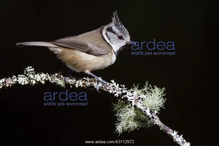 : Crested Tit : Crested Tit