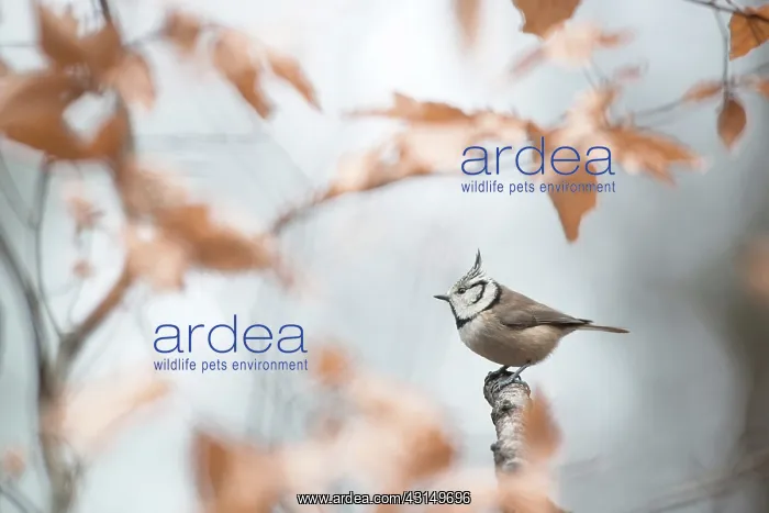 : Crested Tit : Crested Tit