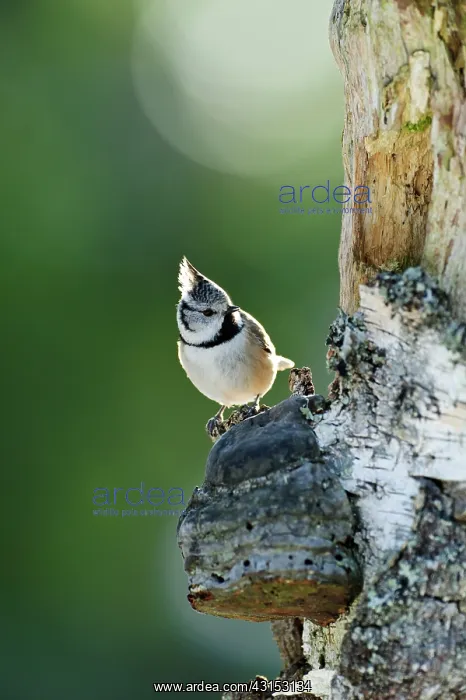 : Crested Tit : Crested Tit