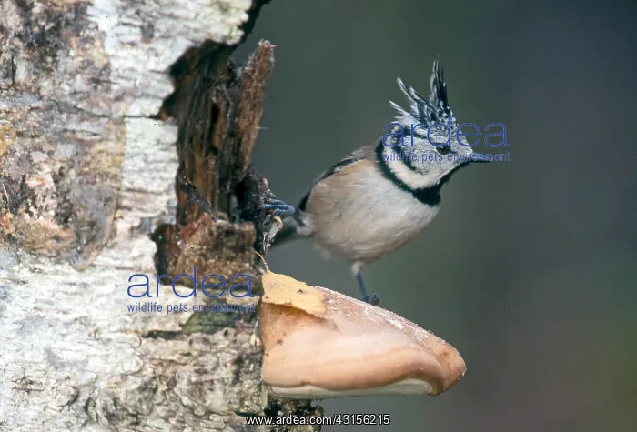 : Crested Tit : Crested Tit
