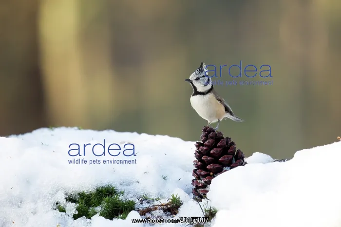 : Crested Tit : Crested Tit