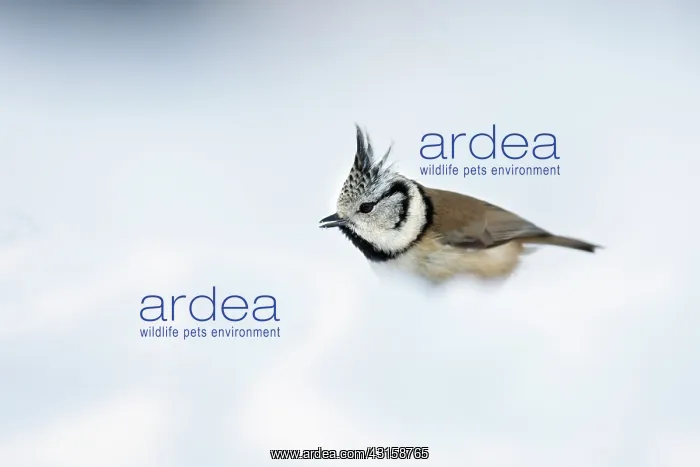 : Crested Tit : Crested Tit