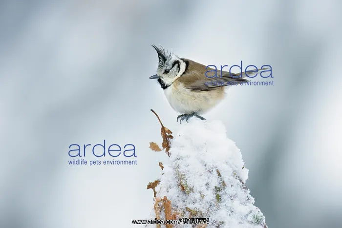 : Crested Tit : Crested Tit