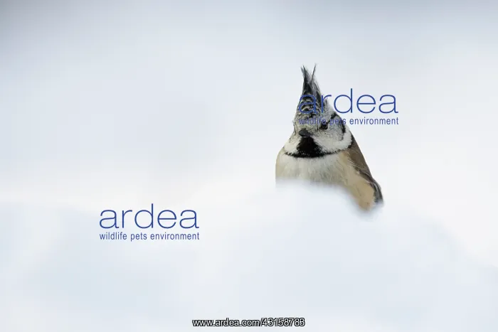 : Crested Tit : Crested Tit