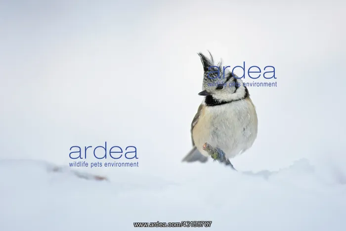: Crested Tit : Crested Tit