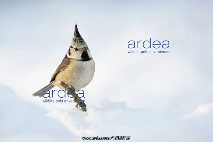 : Crested Tit : Crested Tit