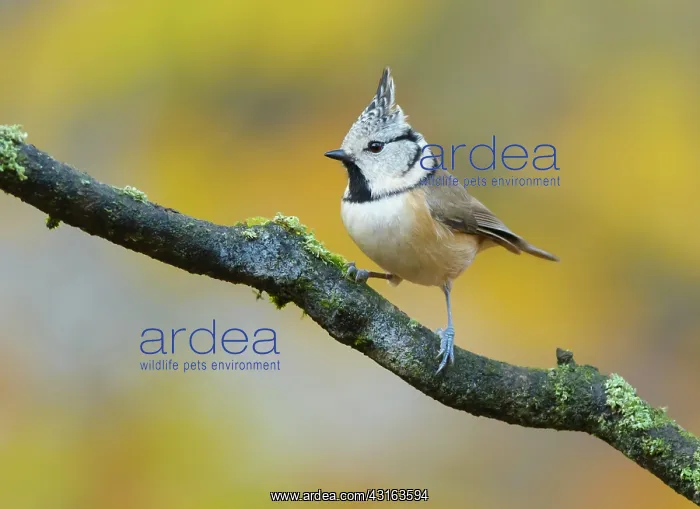 : Crested Tit : Crested Tit