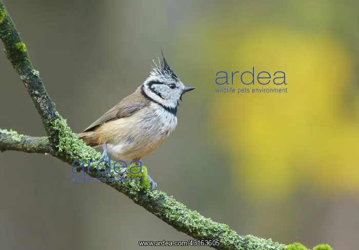 : Crested Tit : Crested Tit