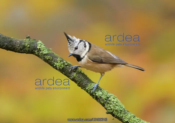 : Crested Tit : Crested Tit