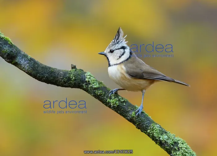 : Crested Tit : Crested Tit