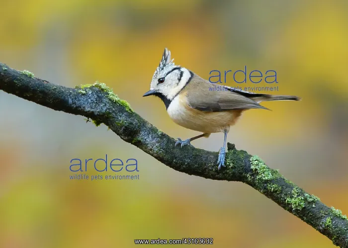 : Crested Tit : Crested Tit