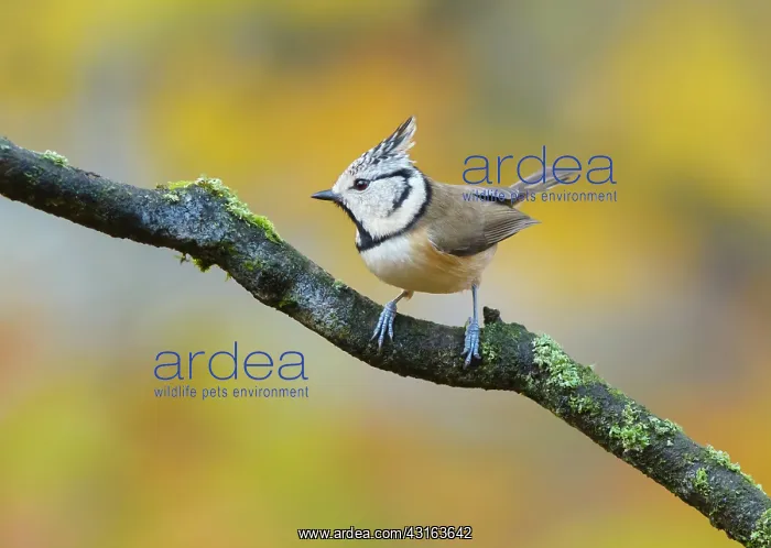 : Crested Tit : Crested Tit