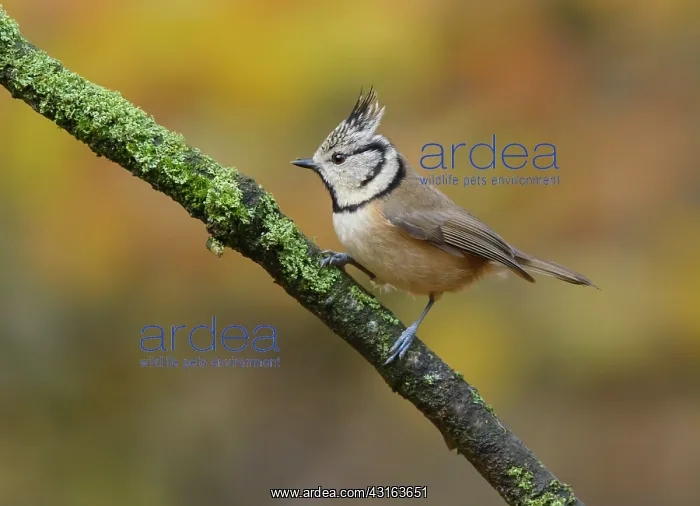 : Crested Tit : Crested Tit
