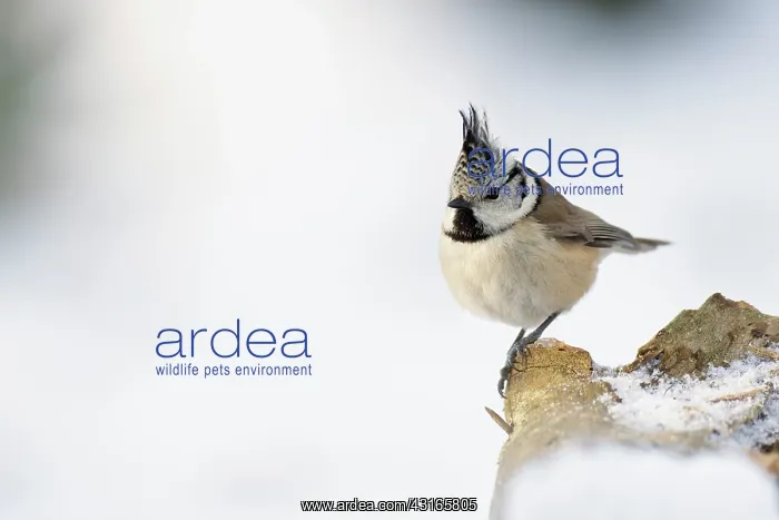 : Crested Tit : Crested Tit