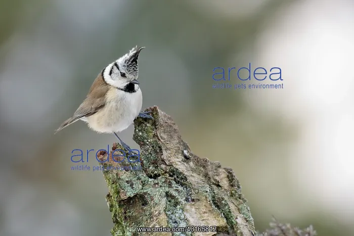 : Crested Tit : Crested Tit