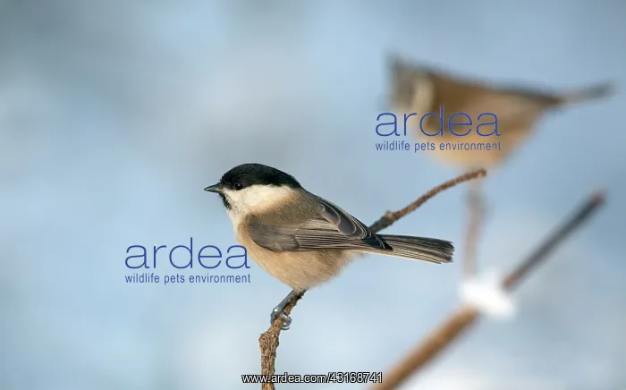 : Crested Tit : Crested Tit