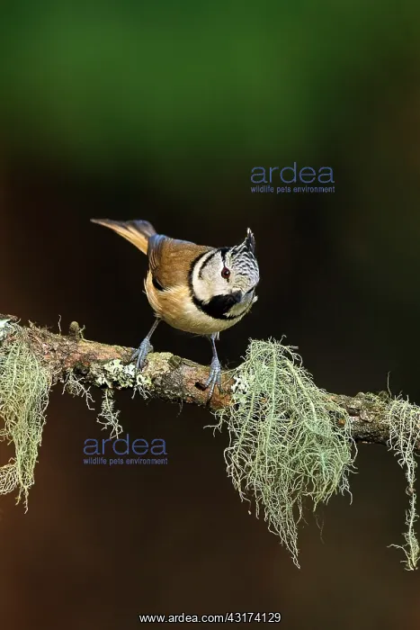 : Crested Tit : Crested Tit