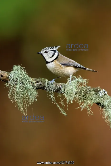 : Crested Tit : Crested Tit