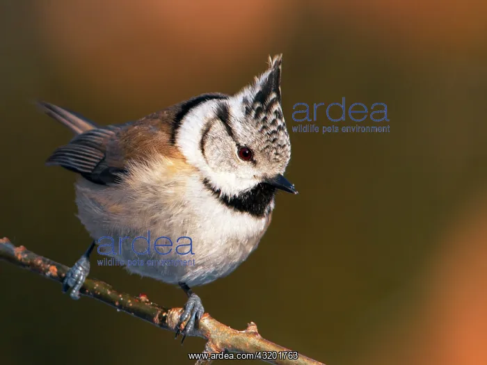 : Crested Tit : Crested Tit