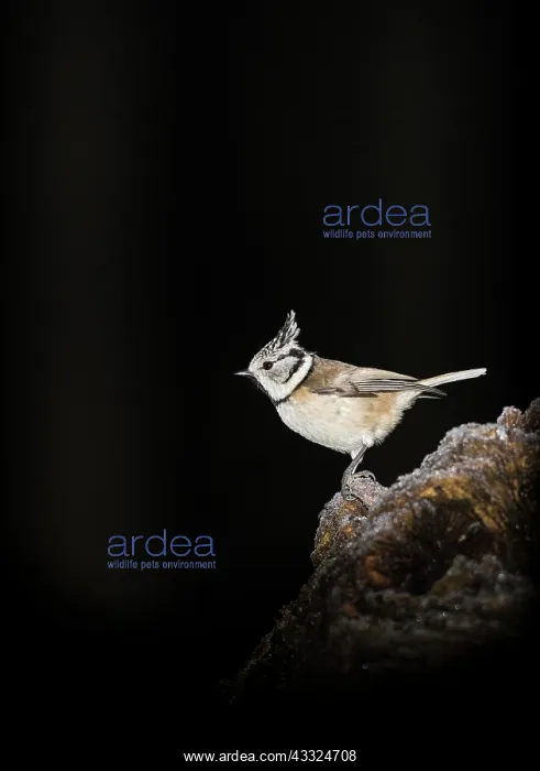 : Crested Tit : Crested Tit