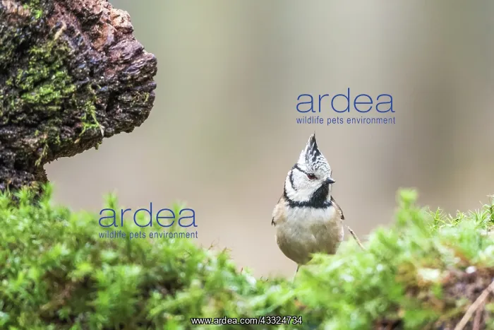 : Crested Tit : Crested Tit