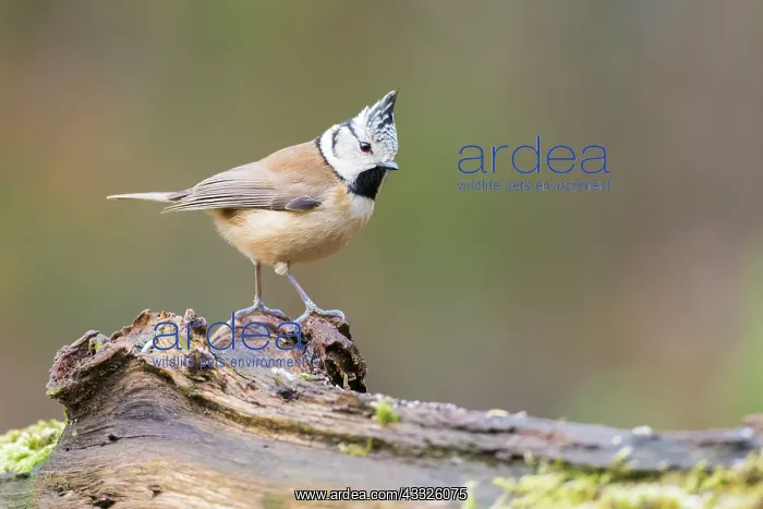 : Crested Tit : Crested Tit