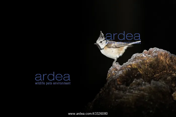 : Crested Tit : Crested Tit