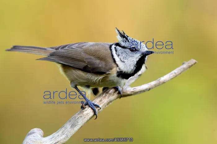 : Crested Tit : Crested Tit