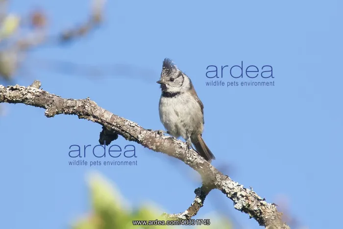  : Crested Tit - adult bird perched on a twig - Germany