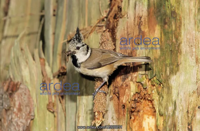 : Crested TIT - Adult at nesthole entrance in decayed : Crested TIT - Adult at nesthole entrance in decayed