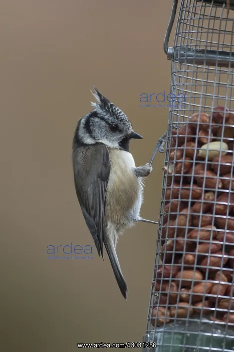  : Crested Tit - adult tit at a bird feeder - Scotland