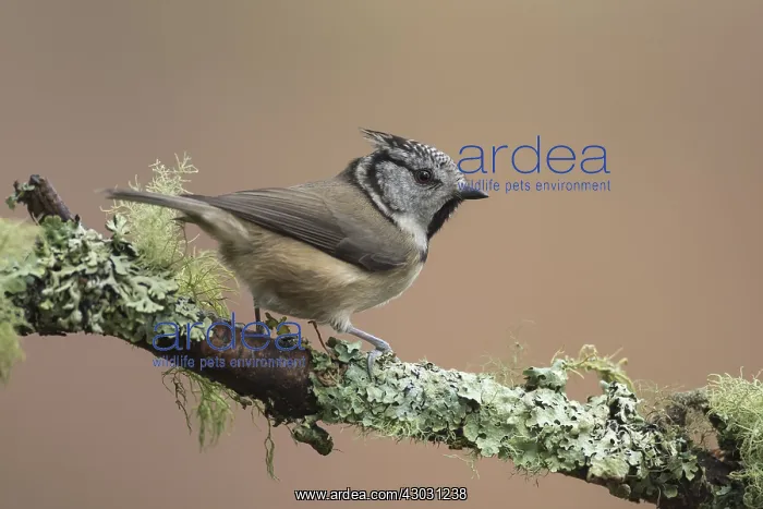 : Crested Tit - adult tit perched on branch - Scotland : Crested Tit - adult tit perched on branch - Scotland