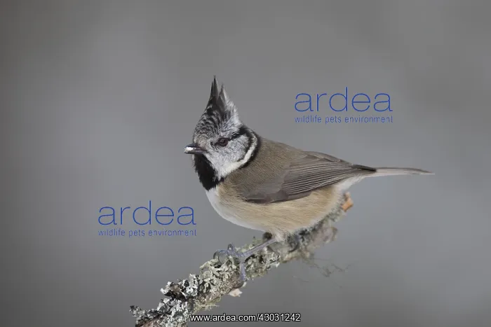 : Crested Tit - adult tit perched on branch - Scotland : Crested Tit - adult tit perched on branch - Scotland