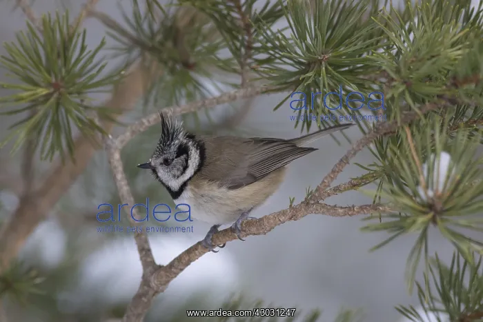 : Crested Tit - adult tit perched on branch - Scotland : Crested Tit - adult tit perched on branch - Scotland