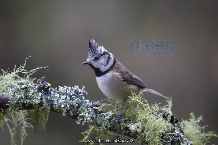 : Crested Tit - adult tit perched on branch - Scotland : Crested Tit - adult tit perched on branch - Scotland