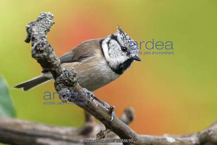 : Crested tit in autumn : Crested tit in autumn