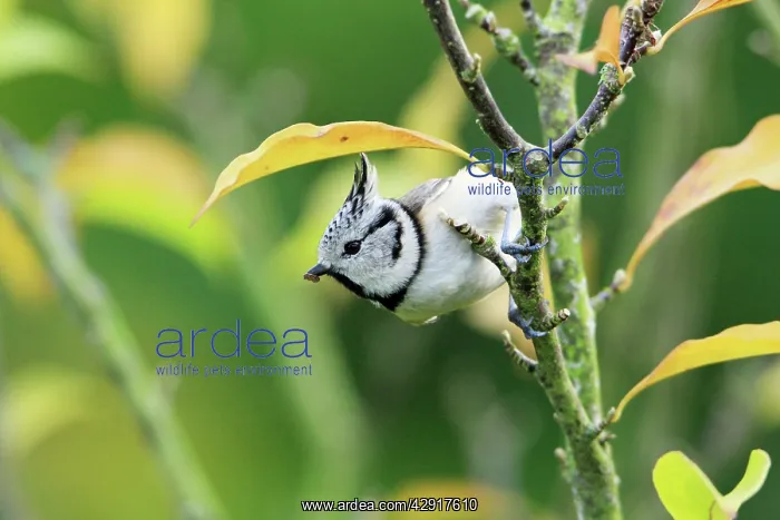 : Crested Tit - on bush in garden : Crested Tit - on bush in garden
