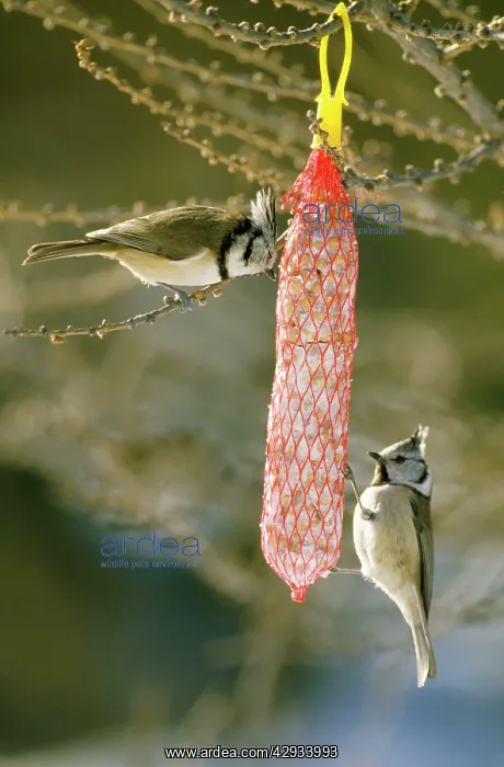 : Crested Tit - at feeder