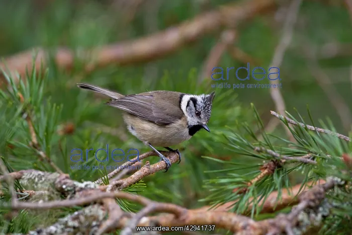 : Crested Tit - Feeding in Scots Pine : Crested Tit - Feeding in Scots Pine