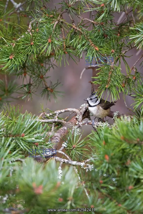 : Crested Tit - Feeding in Scots Pine : Crested Tit - Feeding in Scots Pine