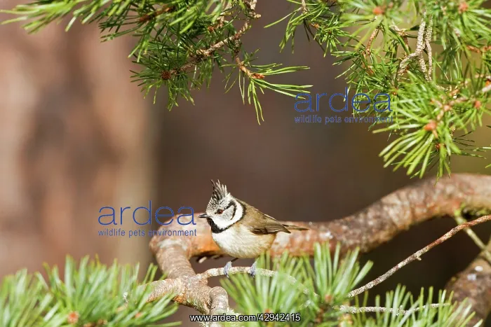 : Crested Tit - Feeding in Scots Pine : Crested Tit - Feeding in Scots Pine