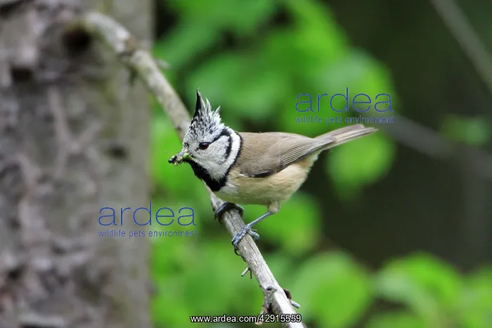 : Crested Tit - with food in beak : Crested Tit - with food in beak