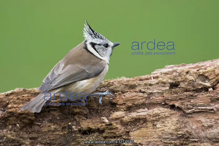 : Crested tit (Lophophanes cristatus), North Rhine-Westphalia : Crested tit (Lophophanes cristatus), North Rhine-Westphalia