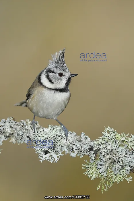 : Crested tit (Lophophanes cristatus), sitting on a branch ove : Crested tit (Lophophanes cristatus), sitting on a branch ove