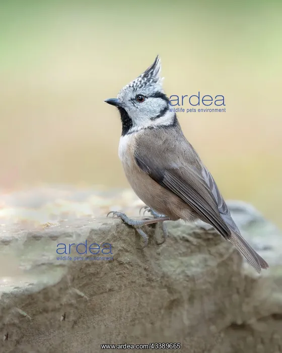 : Crested Tit (Lophophanes cristatus), close-up, sitting : Crested Tit (Lophophanes cristatus), close-up, sitting