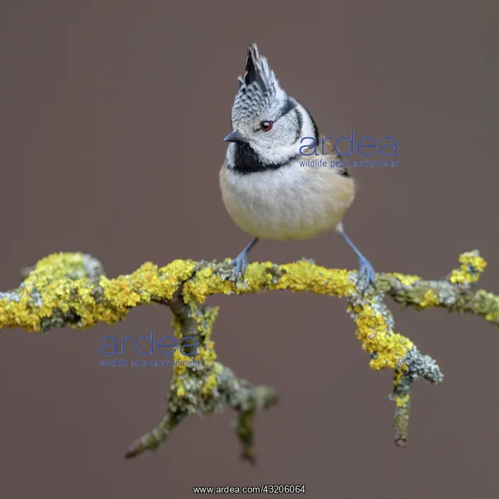 : Crested Tit (Lophophanes cristatus), on a branch : Crested Tit (Lophophanes cristatus), on a branch