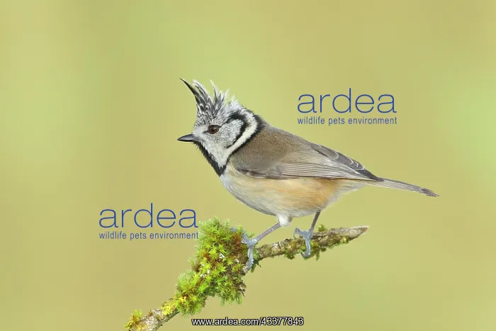 : Crested Tit (Lophophanes cristatus), on a branch : Crested Tit (Lophophanes cristatus), on a branch