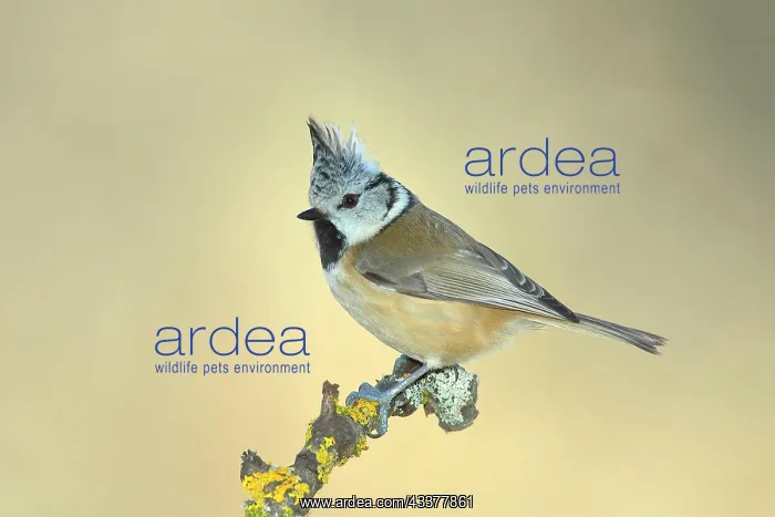 : Crested Tit (Lophophanes cristatus), on a branch : Crested Tit (Lophophanes cristatus), on a branch