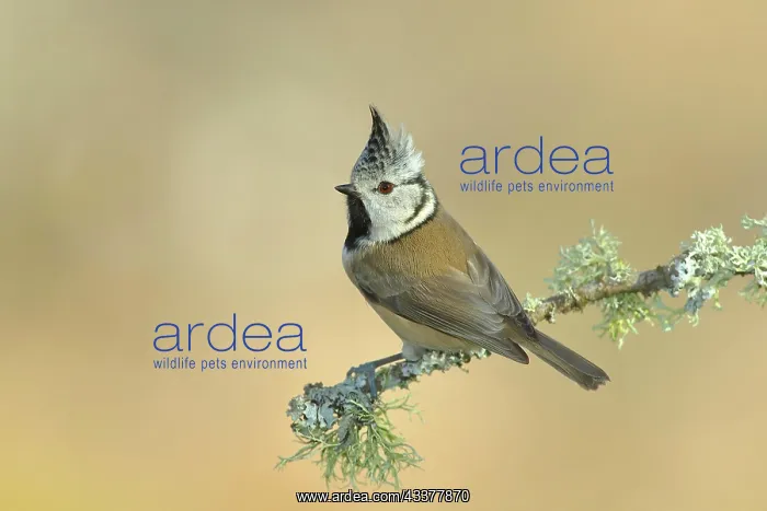 : Crested Tit (Lophophanes cristatus), on a branch : Crested Tit (Lophophanes cristatus), on a branch